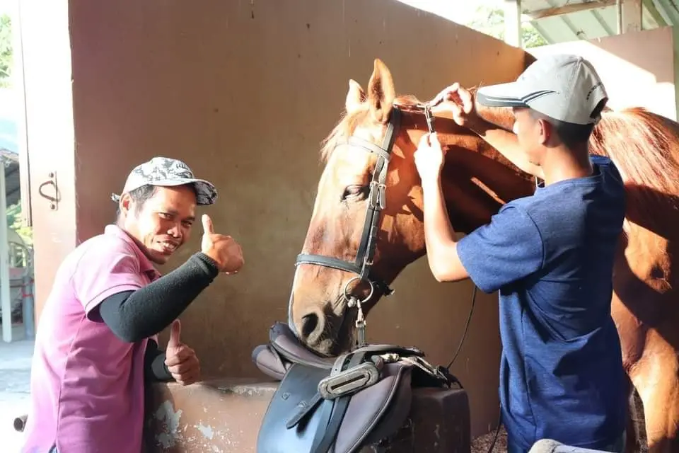 Two stable hands tack up a chestnut horse, one giving a thumbs up