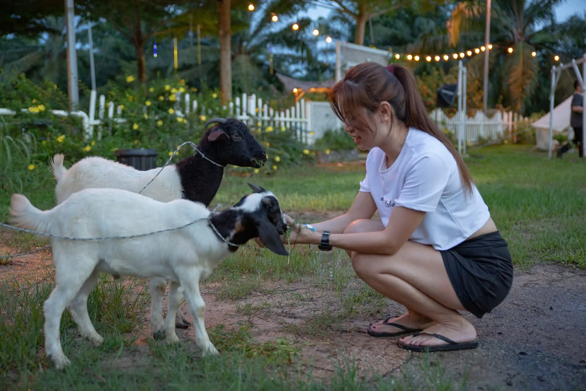 A guest crouches on the lawn to hand-feed two white goats