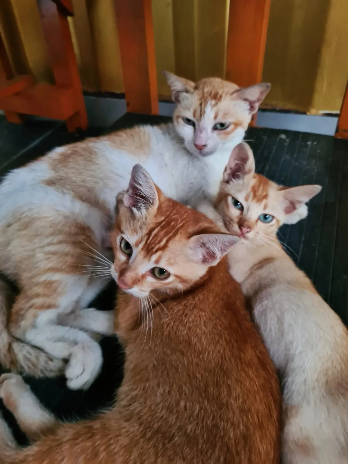 Three ginger-and-white kittens curled up together