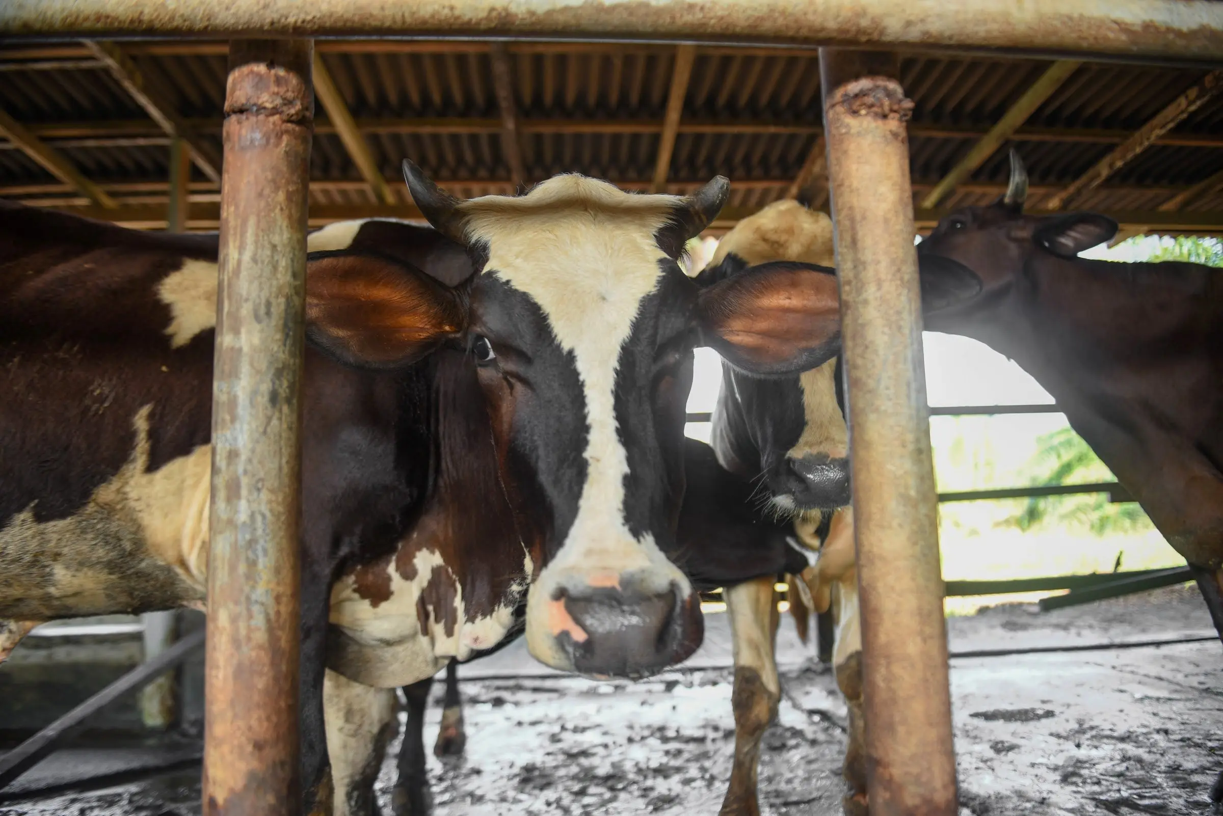 Two black-and-white dairy cows peer out between the barn rails