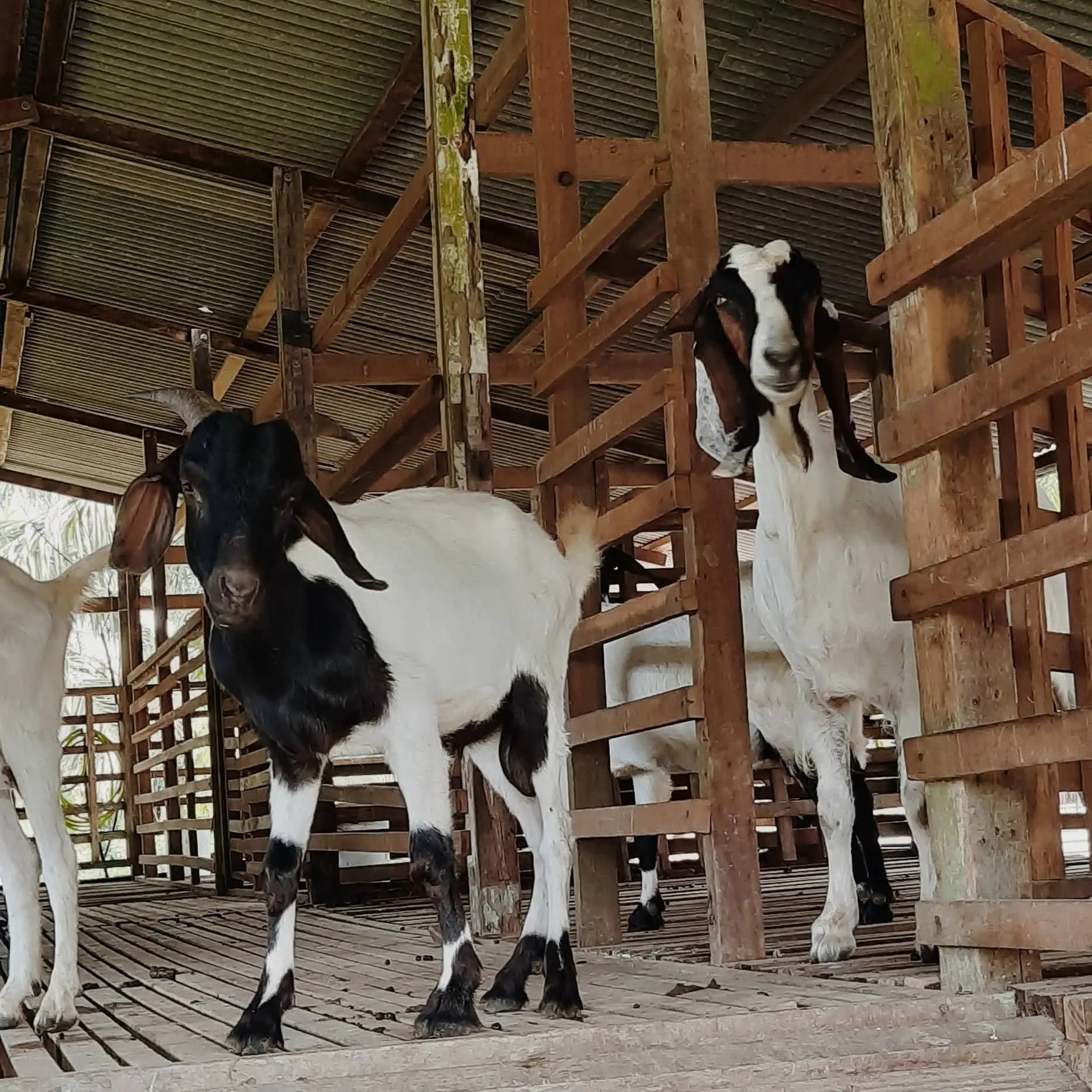 Two black-and-white goats stand in their wooden farm pen