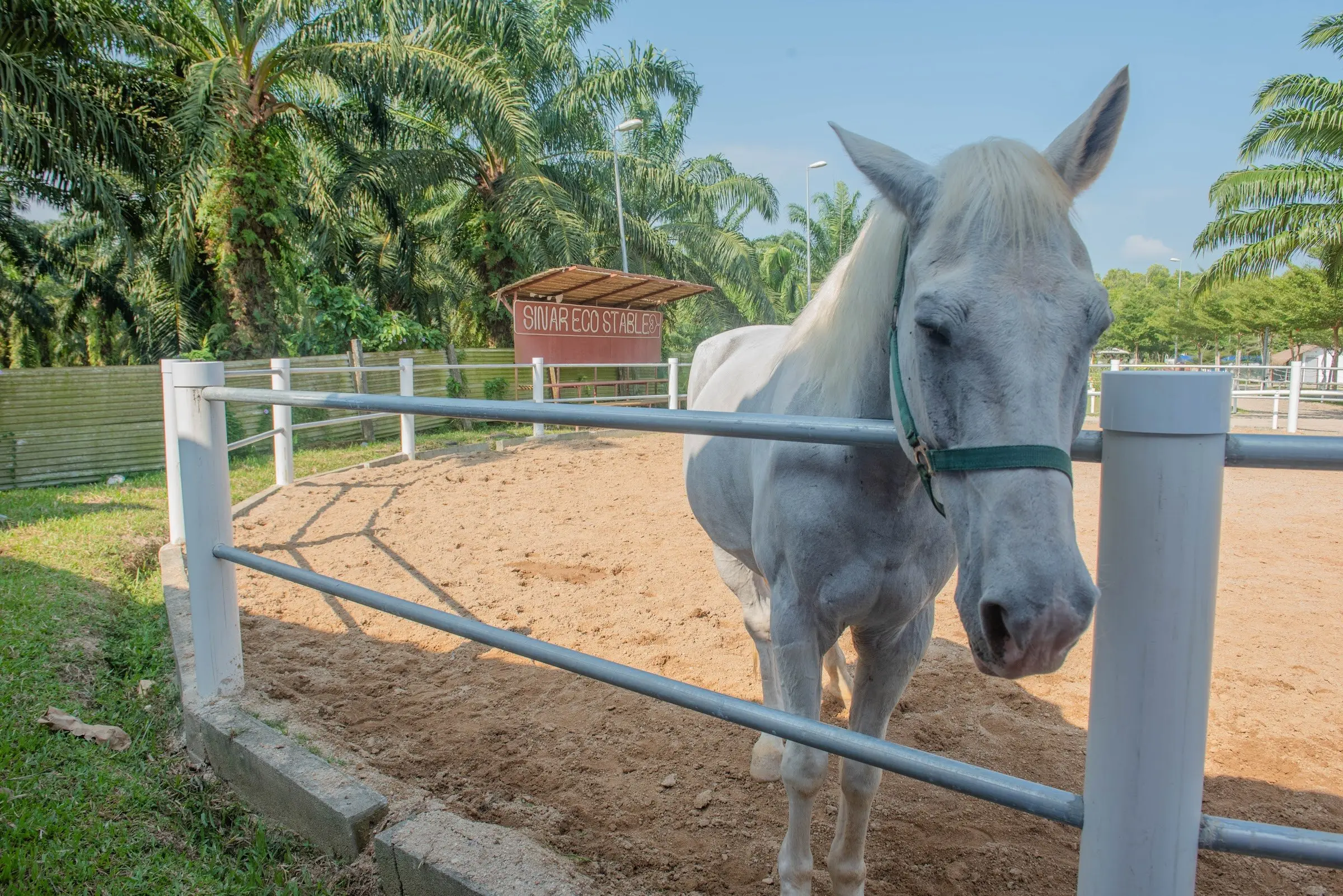 A grey horse looks over the white rail of the sand arena