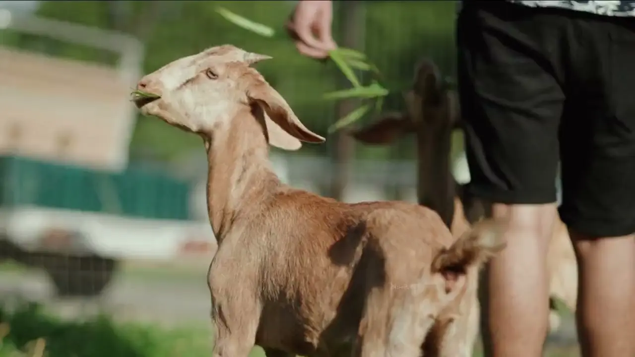 A brown goat stretches up to eat grass held out by a guest