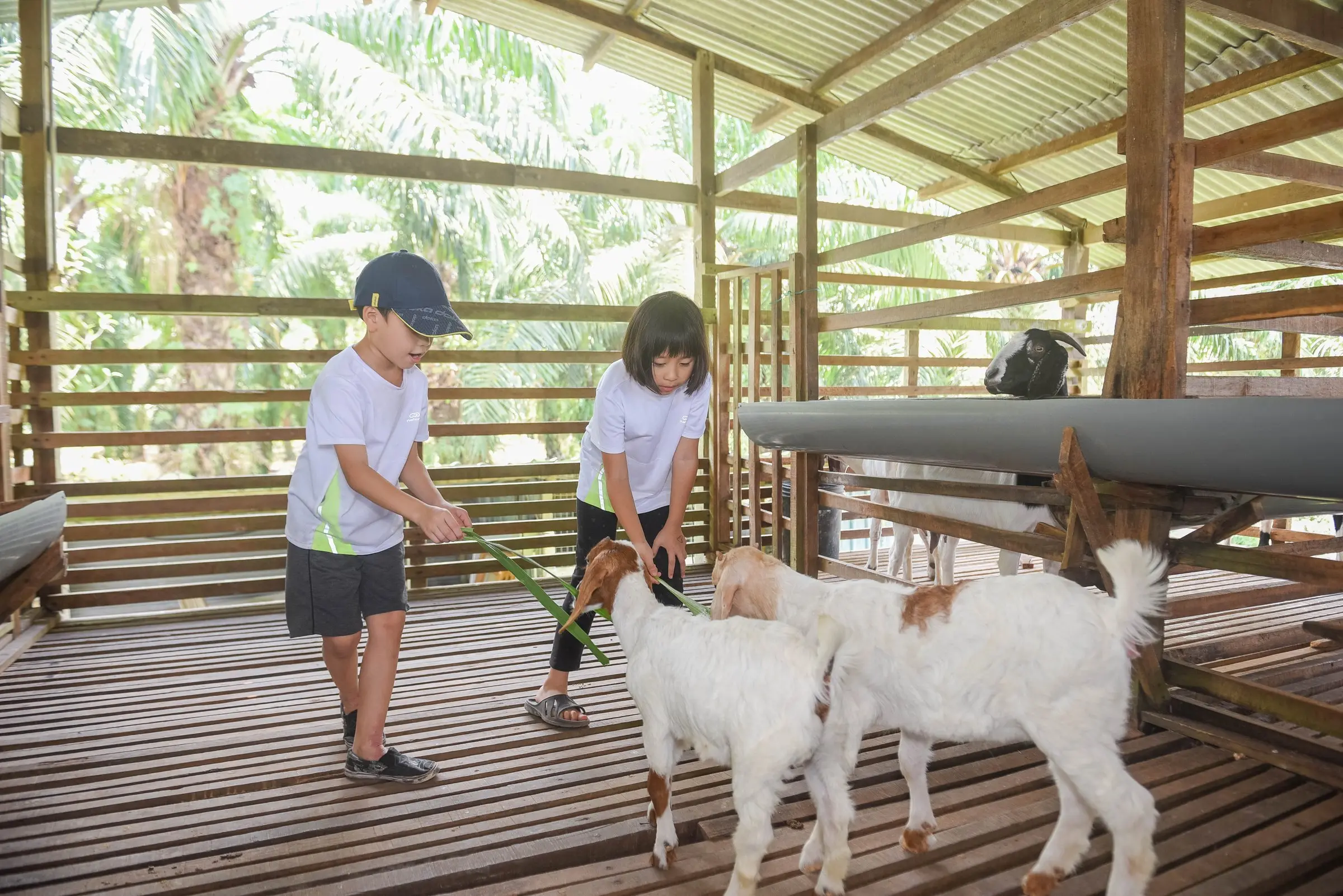 Two children feed leaves to white goats in the timber goat shed