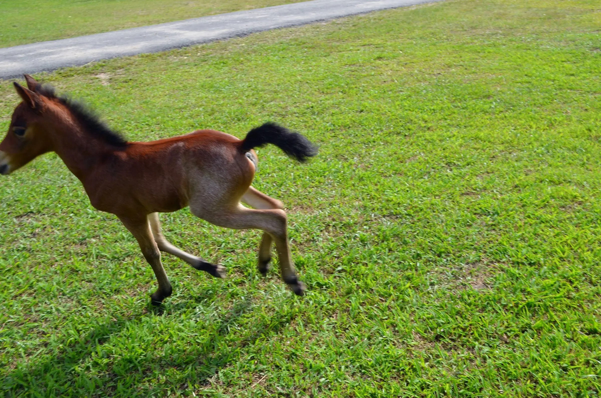 A young brown foal trots across a sunny green lawn