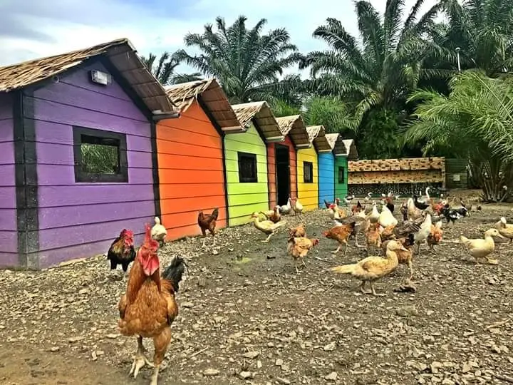 Free-range chickens wander in front of a row of rainbow-painted coops