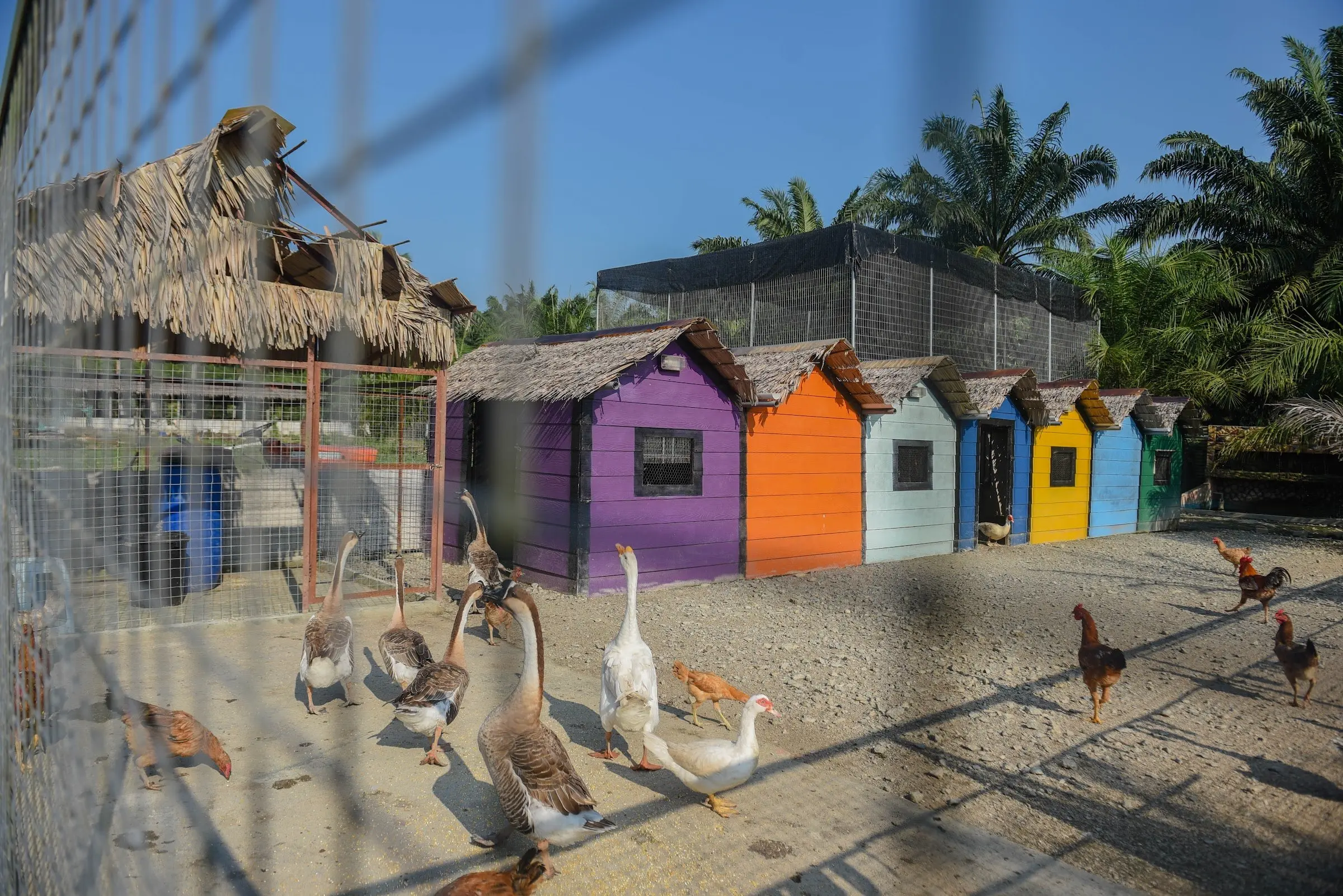 Hens, geese and ducks in the farmyard in front of a row of brightly painted coops
