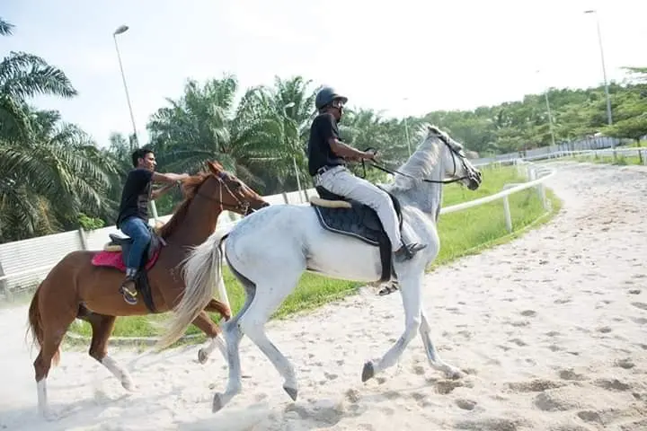 Two riders canter a chestnut and a white horse along the sandy riding track