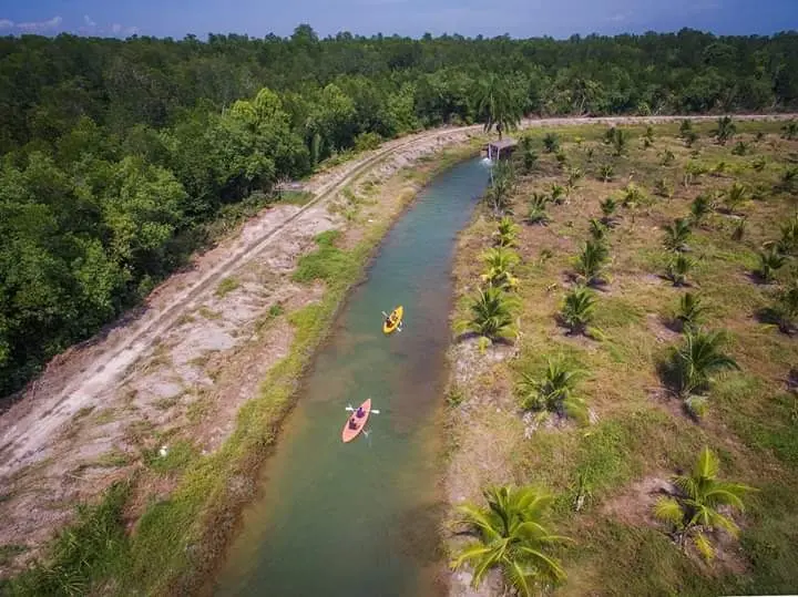 Aerial view of two kayakers on a straight river cutting through young oil palms