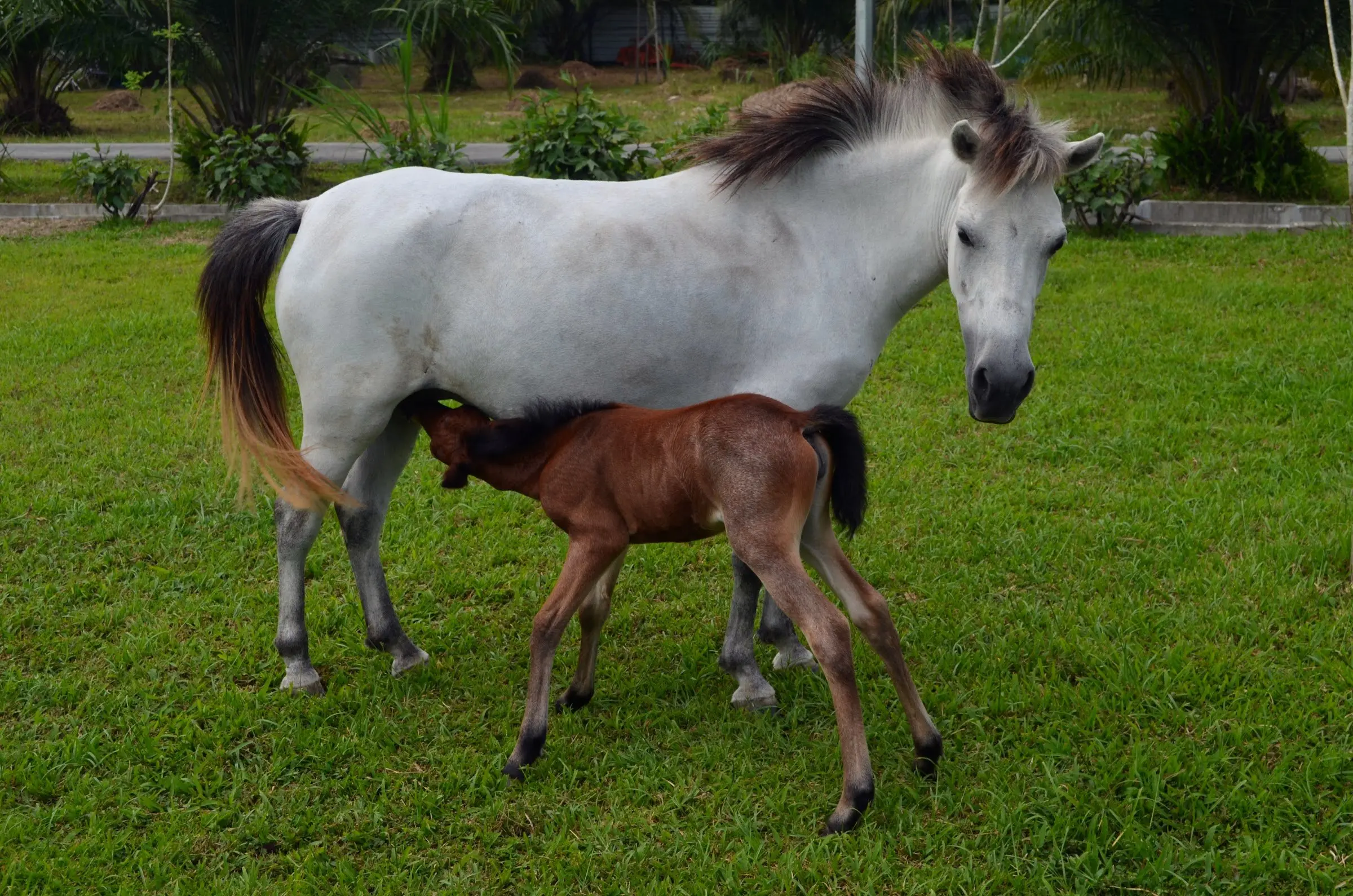 A white mare stands on the lawn while her brown foal nuzzles beside her
