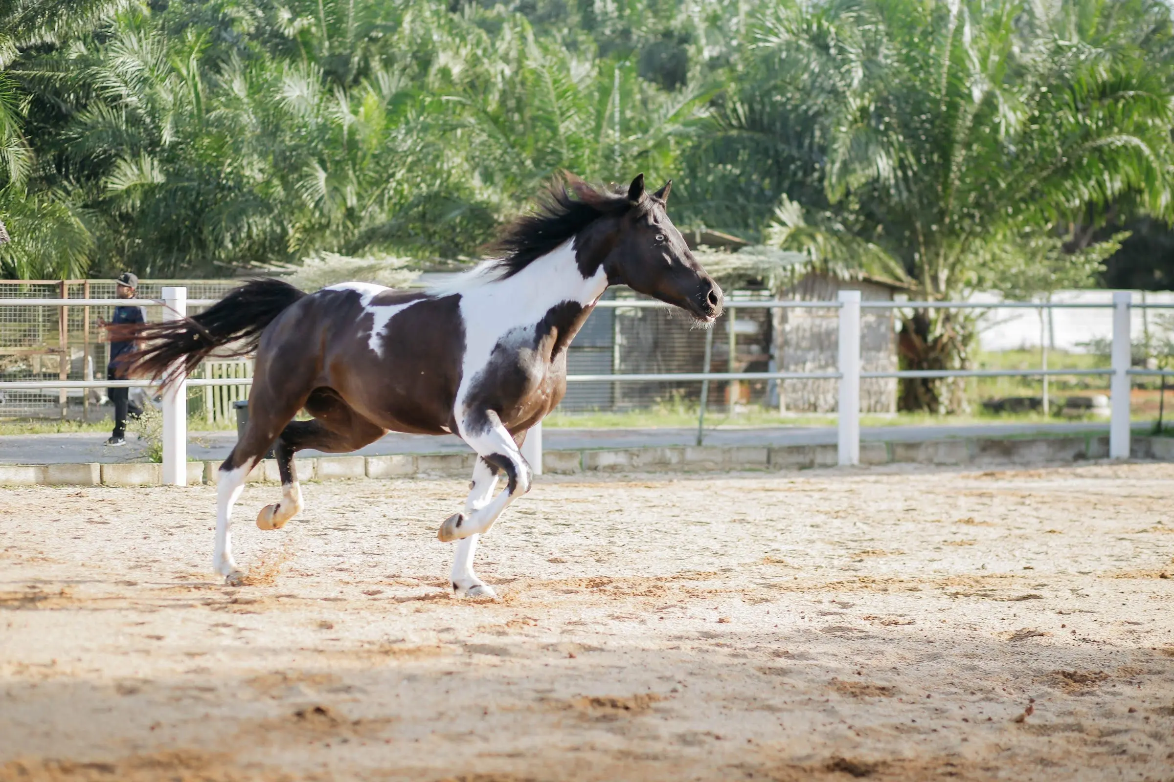 A black-and-white pinto horse gallops across the sand arena
