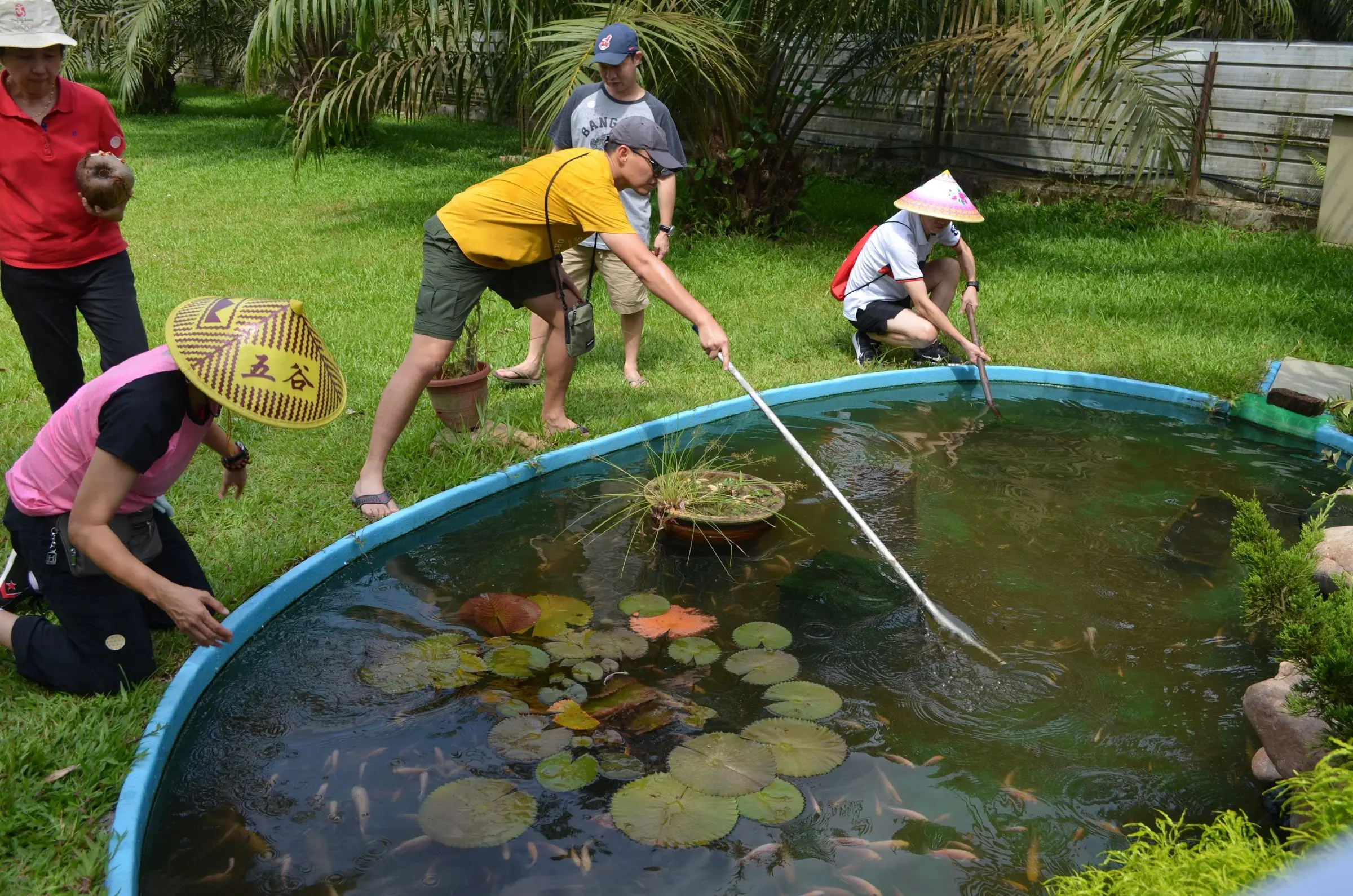 Pond Fishing: guests in conical hats try to net fish from a lily pond on the lawn