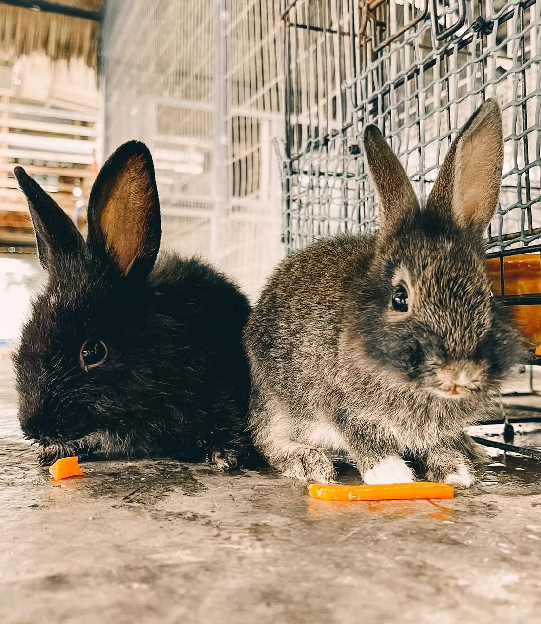 Two young rabbits, one black and one grey, nibble carrots by their hutch