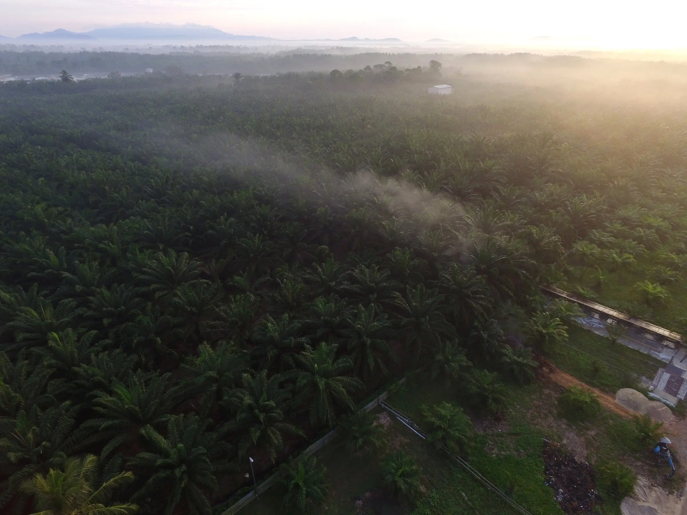 Morning mist drifting over the oil palm estate around the resort, seen from the air