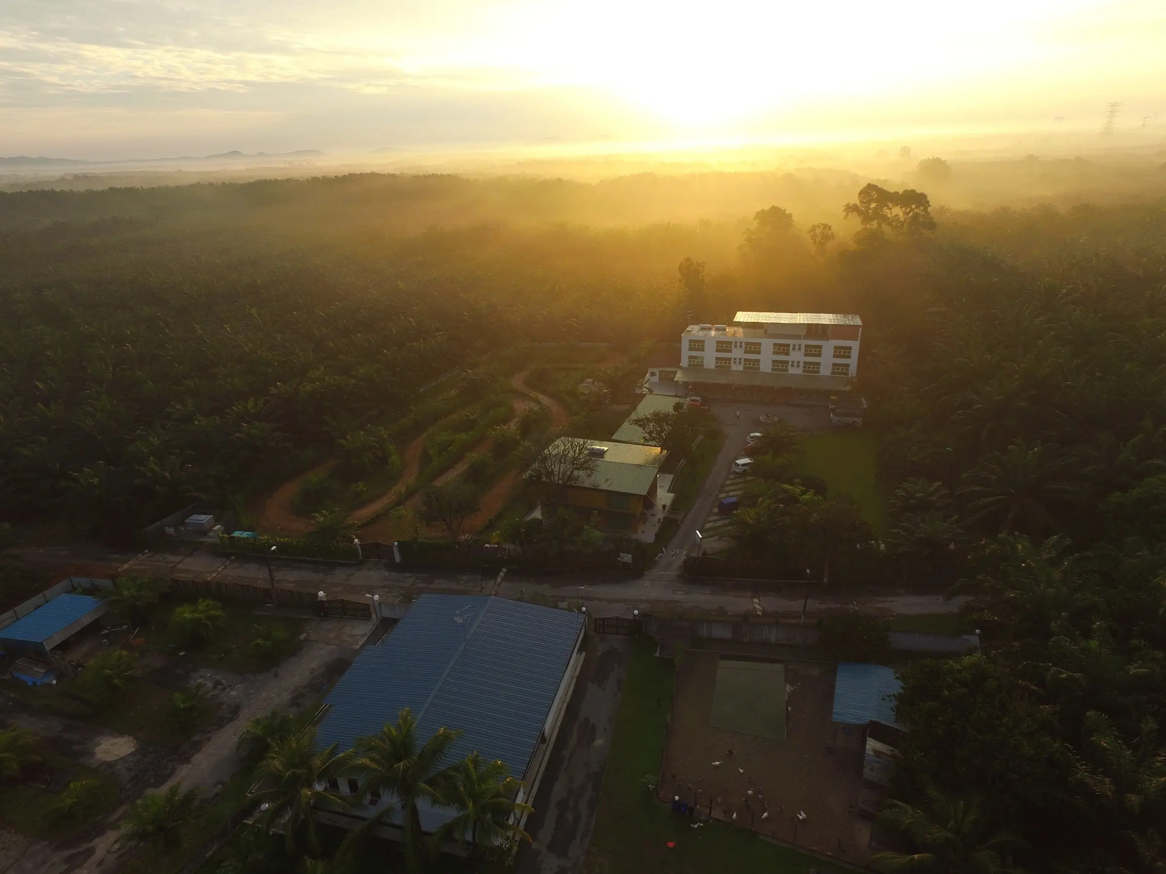 Golden sunrise mist over the oil palm estate and resort buildings, seen from above
