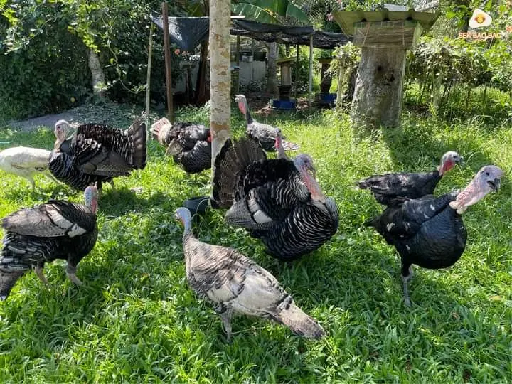 A flock of turkeys roams the grass in a shaded garden, one fanning its tail
