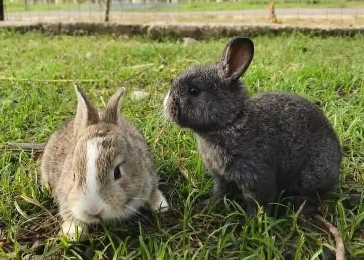 Two young rabbits, one sandy brown and one grey, sit together in the grass
